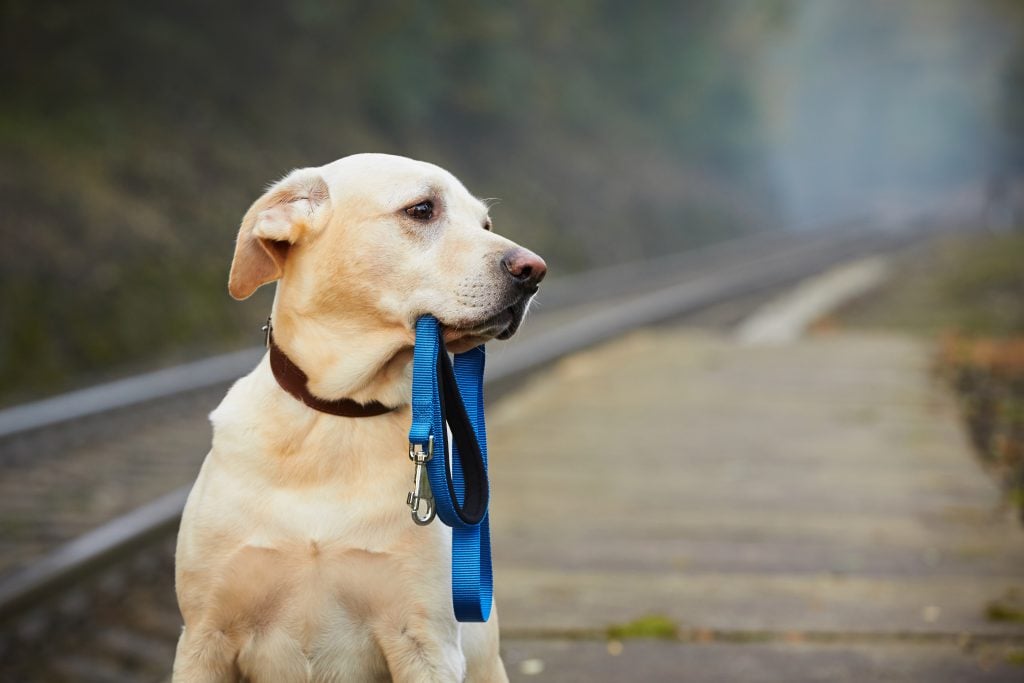 aplicativo para rastrear cachorro